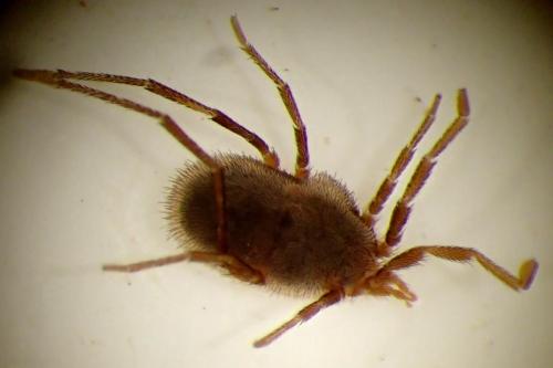 Erythraeus cinereus